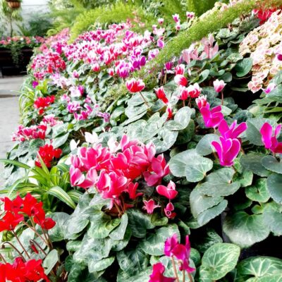 Townend House cyclamen Christchurch Botanic Gardens