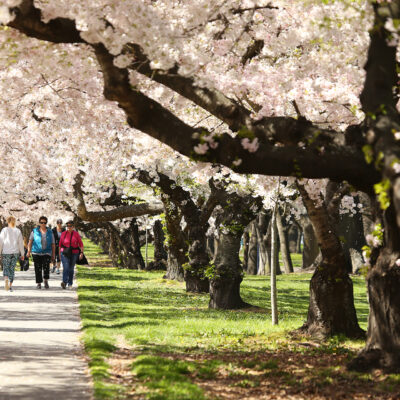 hagley-park-spring-blossoms