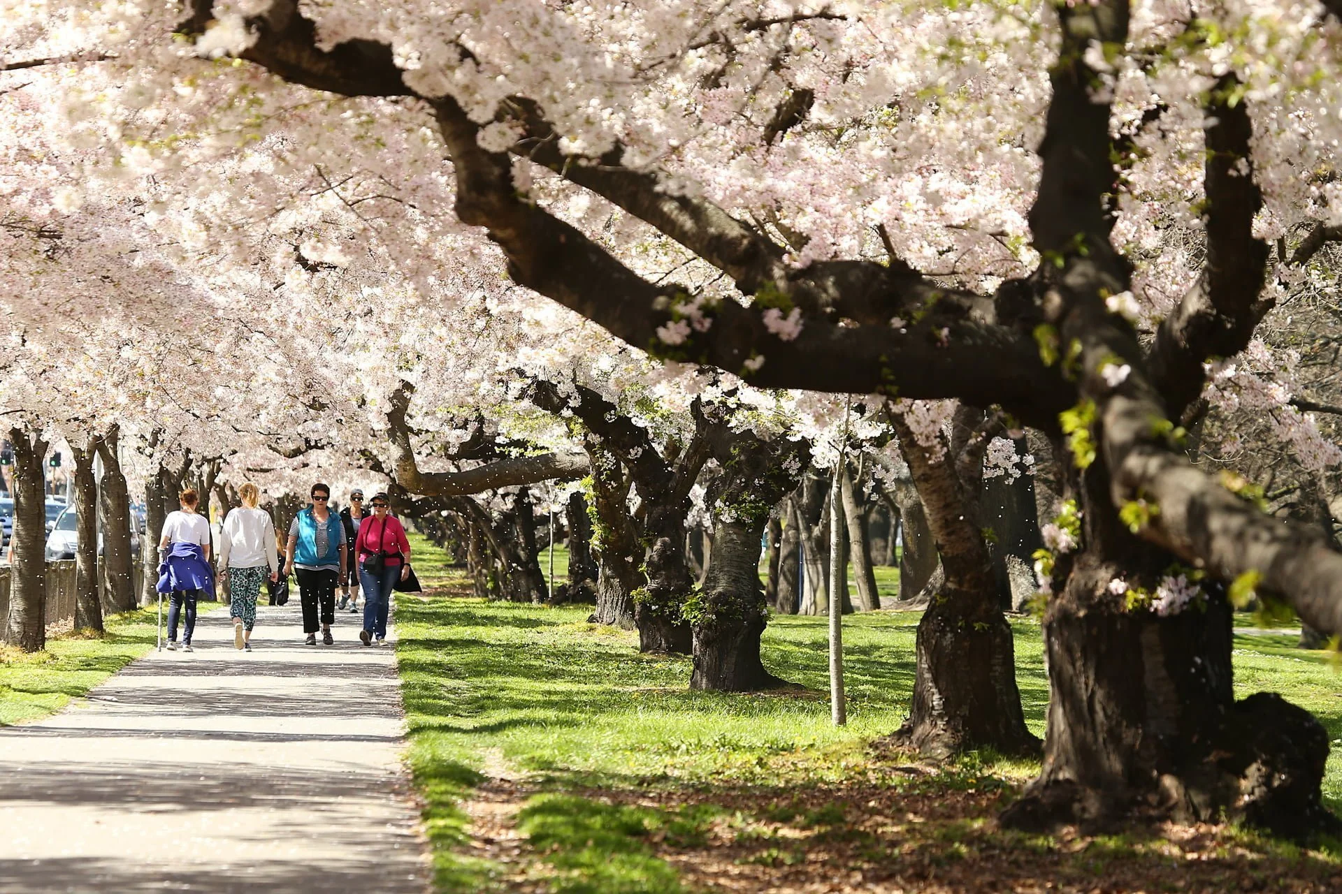 129607-hagley-park-spring-blossoms-web-1920px hagley-park-spring-blossoms