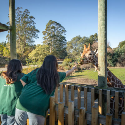 bekiwi-students-at-orana-park