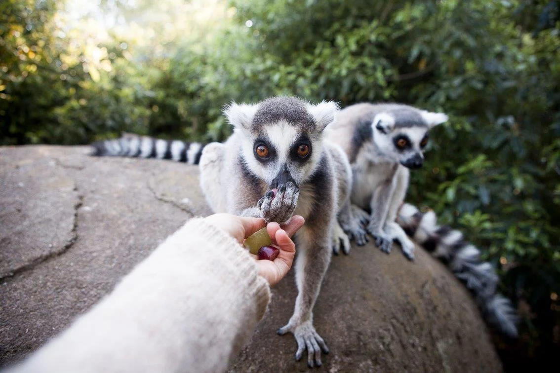 Lemur-Encounter